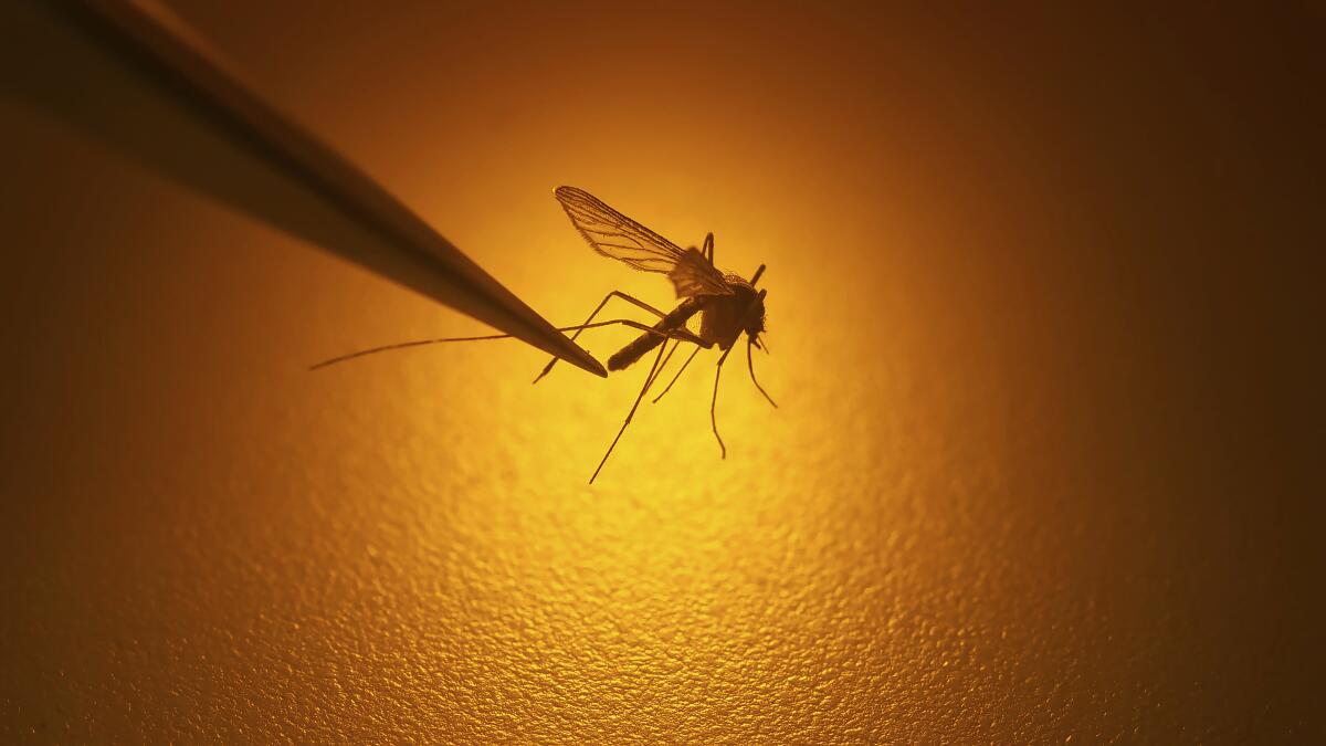 A mosquito shown in yellow light with a pointer near it.