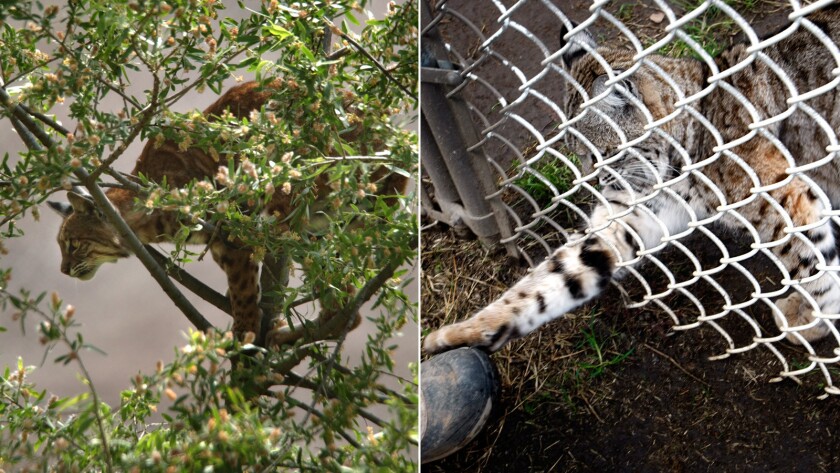 A treed bobcat in an Orange County Park, and one at a rescue facility.(Don Bartletti / Los Angeles Times)