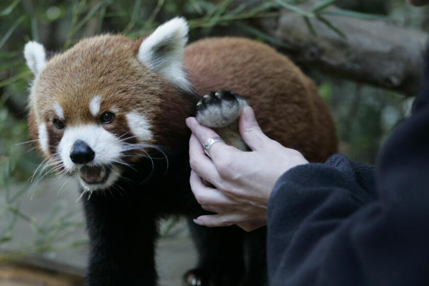 Zookeeper Janell Roesener inspects the paw of a Red Panda from China named Fuji
