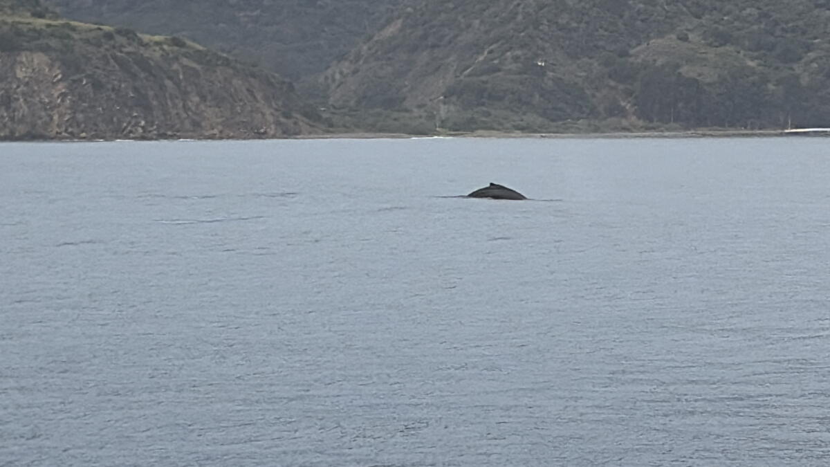 A humpback whale near the coastline of Santa Cruz Island.