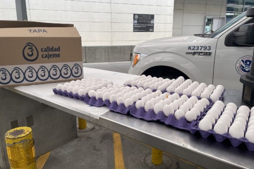 An undated photo of eggs seized by U.S. Customs and Border Protection.