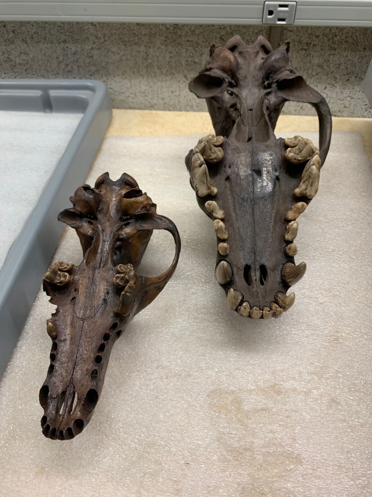 Two fossilized jaws
