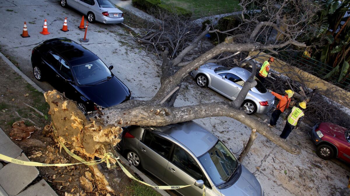 Public works crews prepare to remove a tree that toppled in high winds onto parked cars in Los Feliz in October 2015.