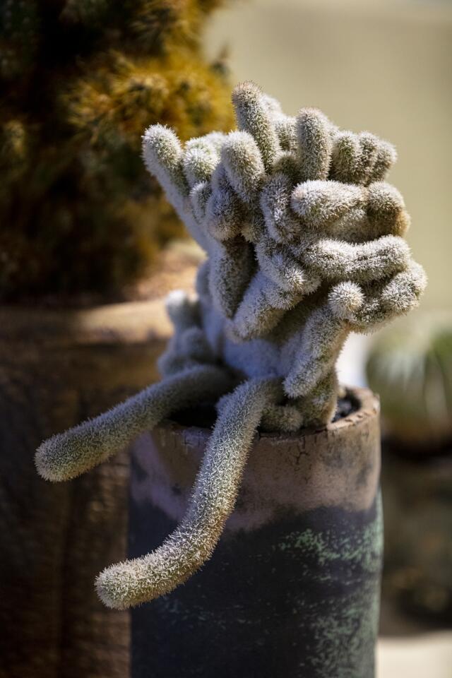 This Haageocereus longispinus monstrose crest grown by co-chairman Tom Glavich of Altadena looks cuddly enough to hug, but it's really pretty prickly and fragile. He's tended it for 15 years, and prunes it occasionally to keep a nice shape.