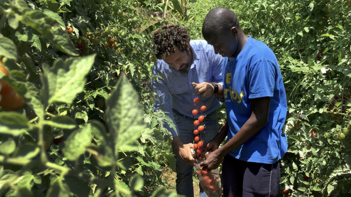 Gabriele Spina, left, of the Consorzio Il Nodo and Isa Sankano, an immigrant from Gambia, harvest tomatoes from a garden tended by the residents.