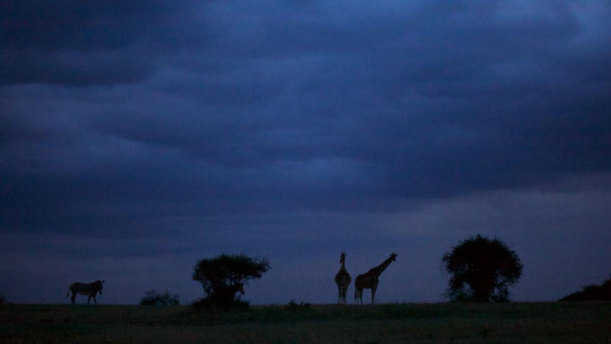 Reticulated giraffes and a Grevy’s zebra are seen at dusk in Kenya’s Laikipia Highlands.