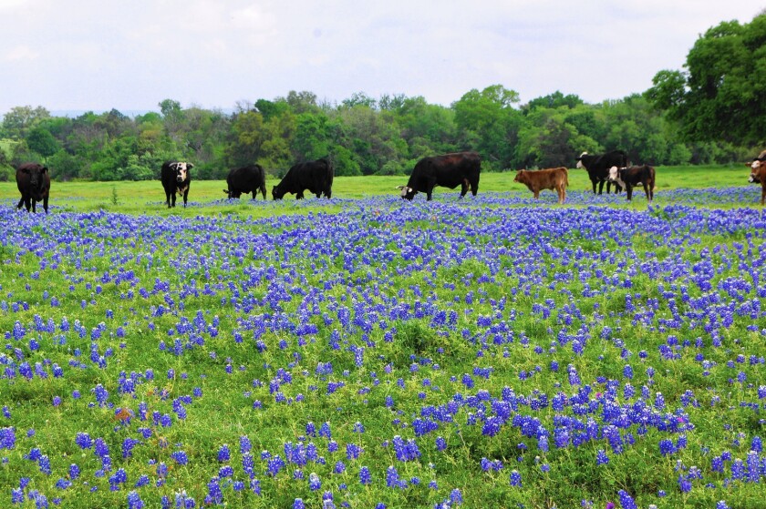 A Weekend Trip To Brenham Means Bluebonnets q Blue Bell And A Drive To The Birthplace Of Texas Los Angeles Times