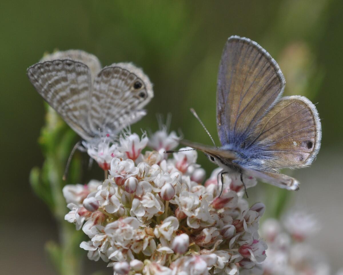 Mariposas azules marinas beben néctar en las cremosas flores de un trigo sarraceno de California. 