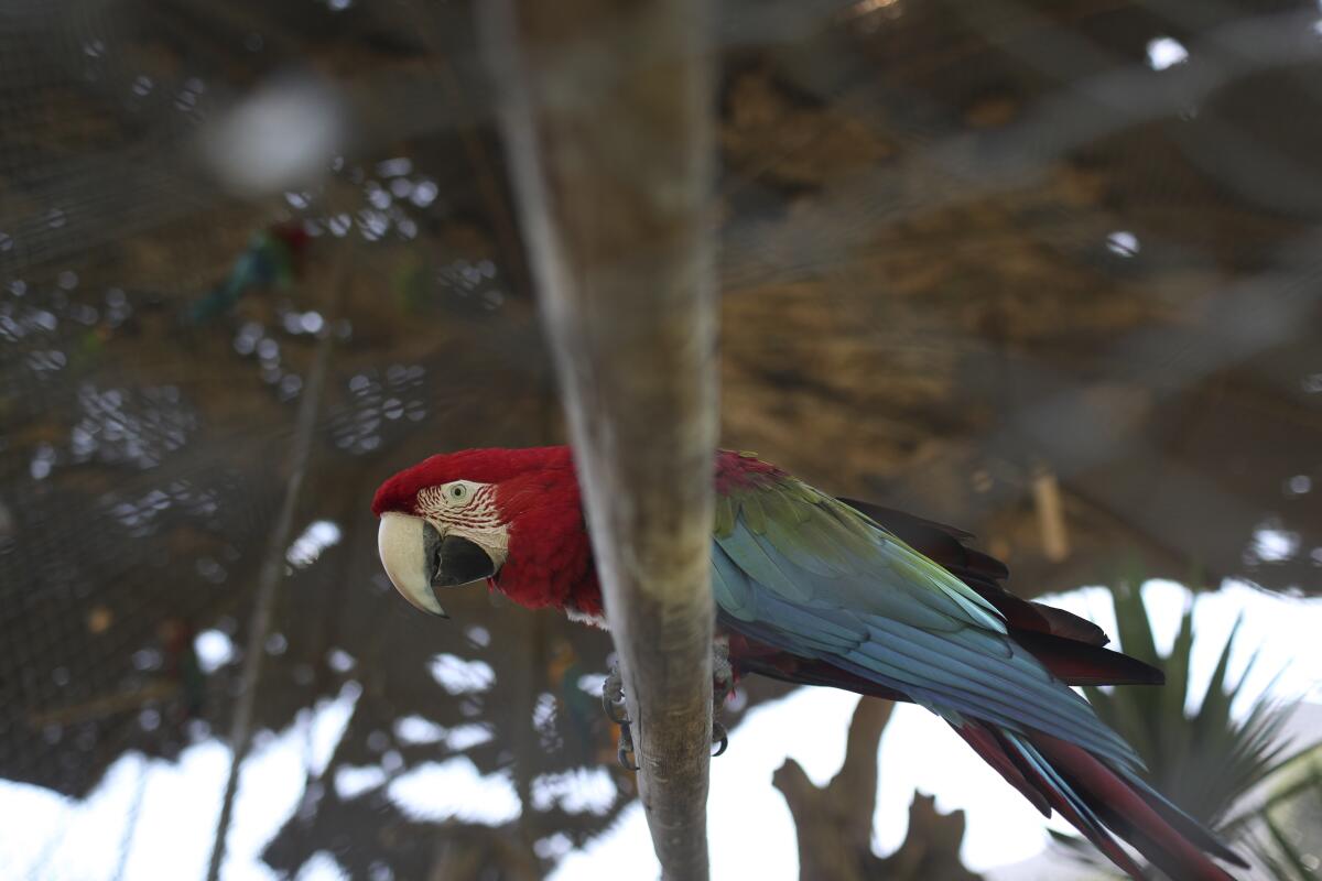 A macaw parrot perches on a piece of wood