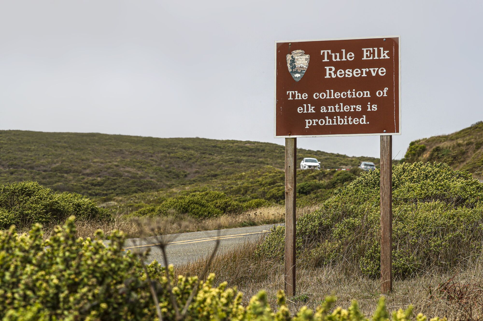 The Tule Elk Reserve is fenced around to keep elk from grazing on ranch land