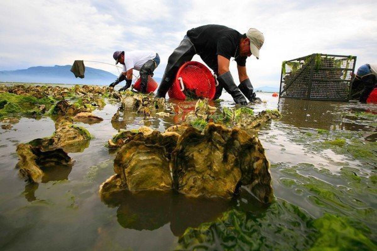 Workers harvest oysters in Samish Bay, Wash., at low tide. Scientists have found that the rising acidity of the oceans is preventing the protective shells of some Pacific oysters from developing.
