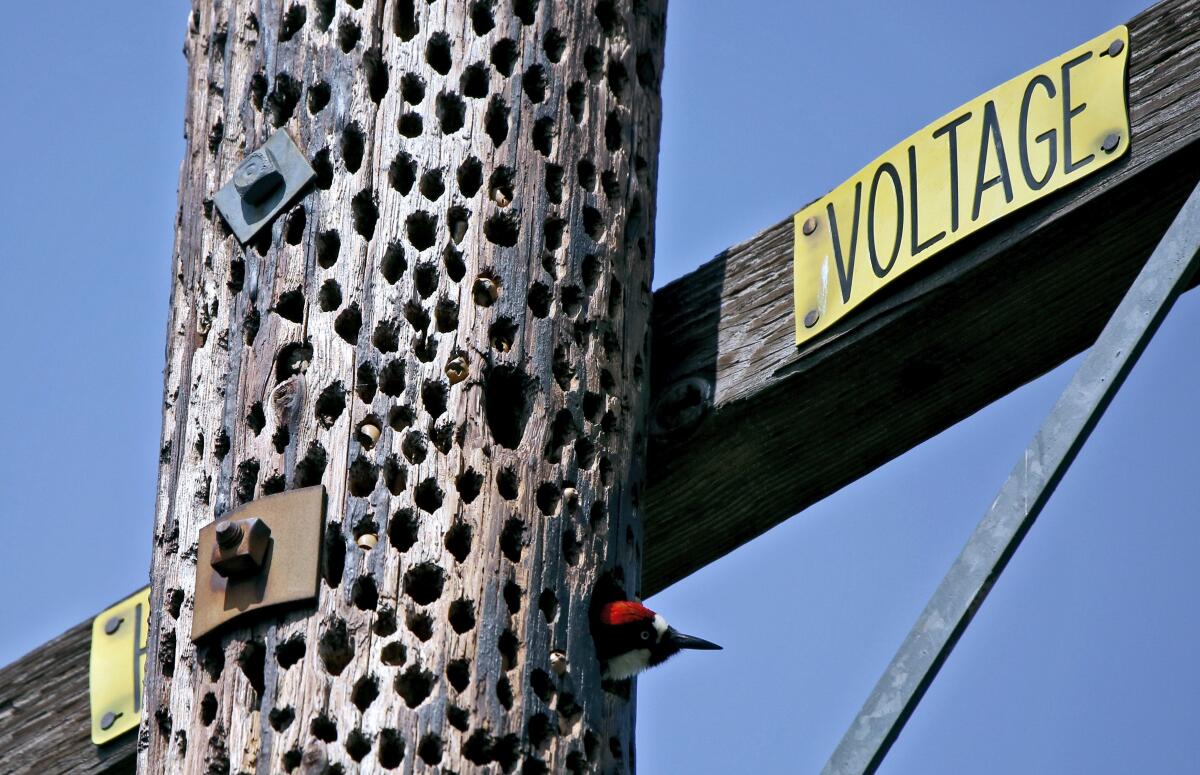 Acorn woodpecker on Altadena's Chaney Trail