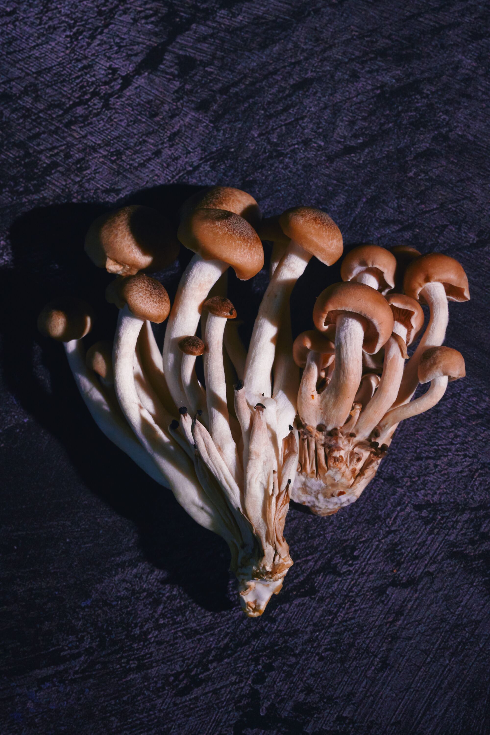 A cluster of mushrooms on a textured tabletop.