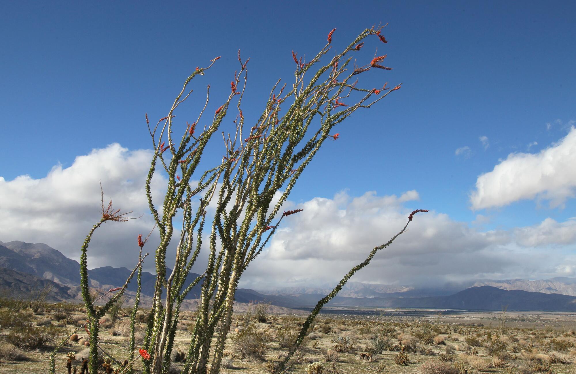 An Ocotillo plant with some red flowers