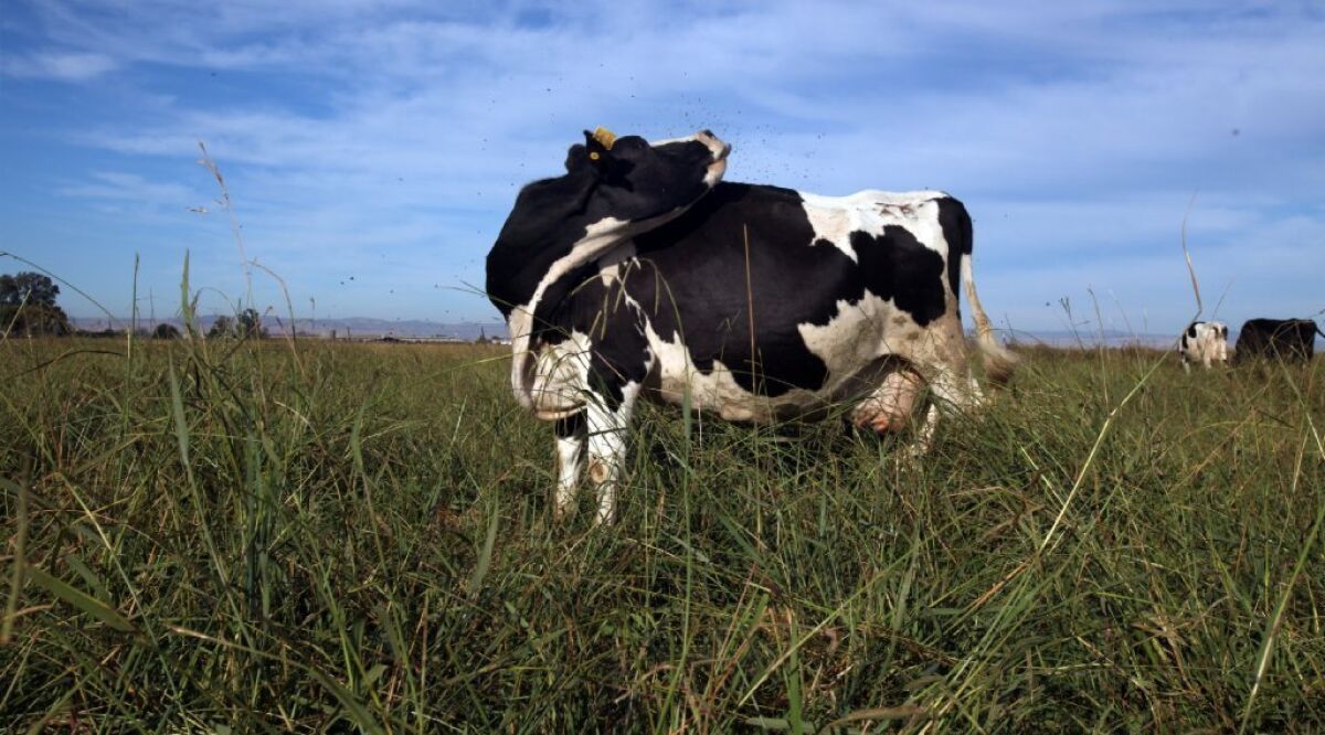 A cow on an organic farm in Merced County.