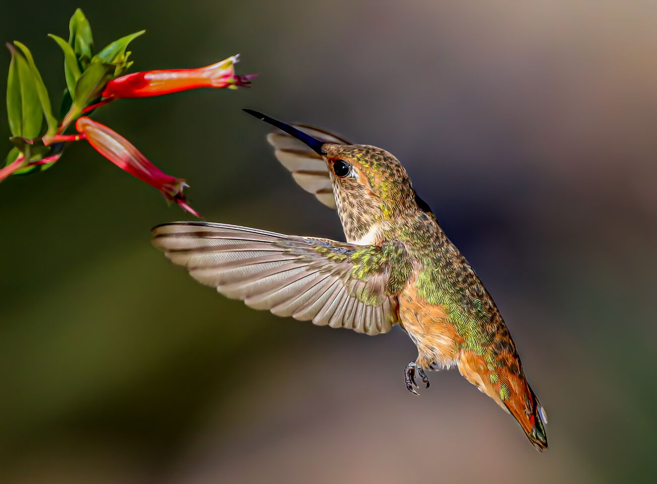 Bill McIntire shared five photos he took of birds in his Gatewood Hills neighborhood in Rancho Bernardo. The first is a female Allen's hummingbird visiting a flower.