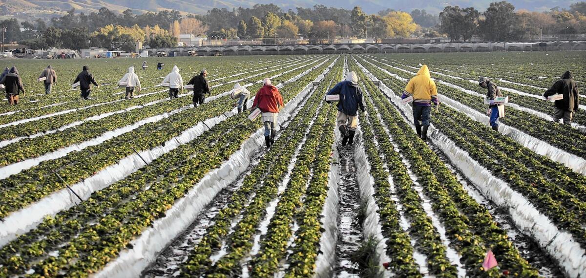 From 2002 to 2011, 787 people suffered symptoms including watery eyes, irritated lungs, coughing and headaches as a result of exposure to chloropicrin gas, state records show. Above, workers pick strawberries in Ventura County.