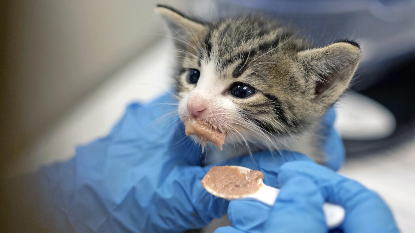 Inside a no-kill kitten nursery