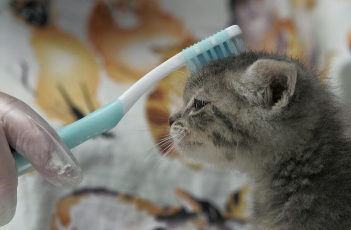 A 5-week-old orphaned kitten named Anne got brushed with a toothbrush to simulate being licked by its mother’s tongue by nursery care giver Debbi Kelso at the San Diego County Humane Society.