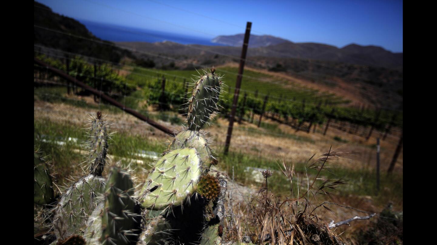 Catalina cactus