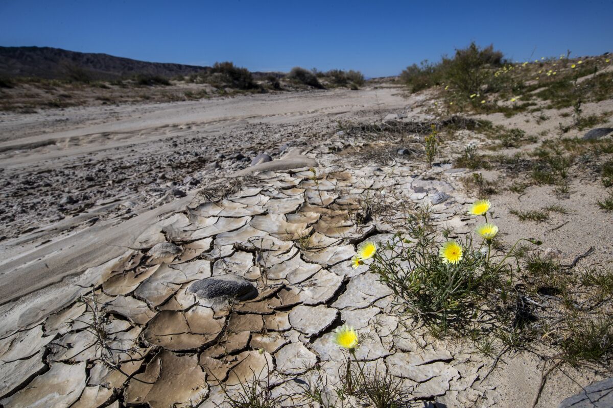 Mud dries among wildflowers in the Mojave River bed along the historic Mojave Road.