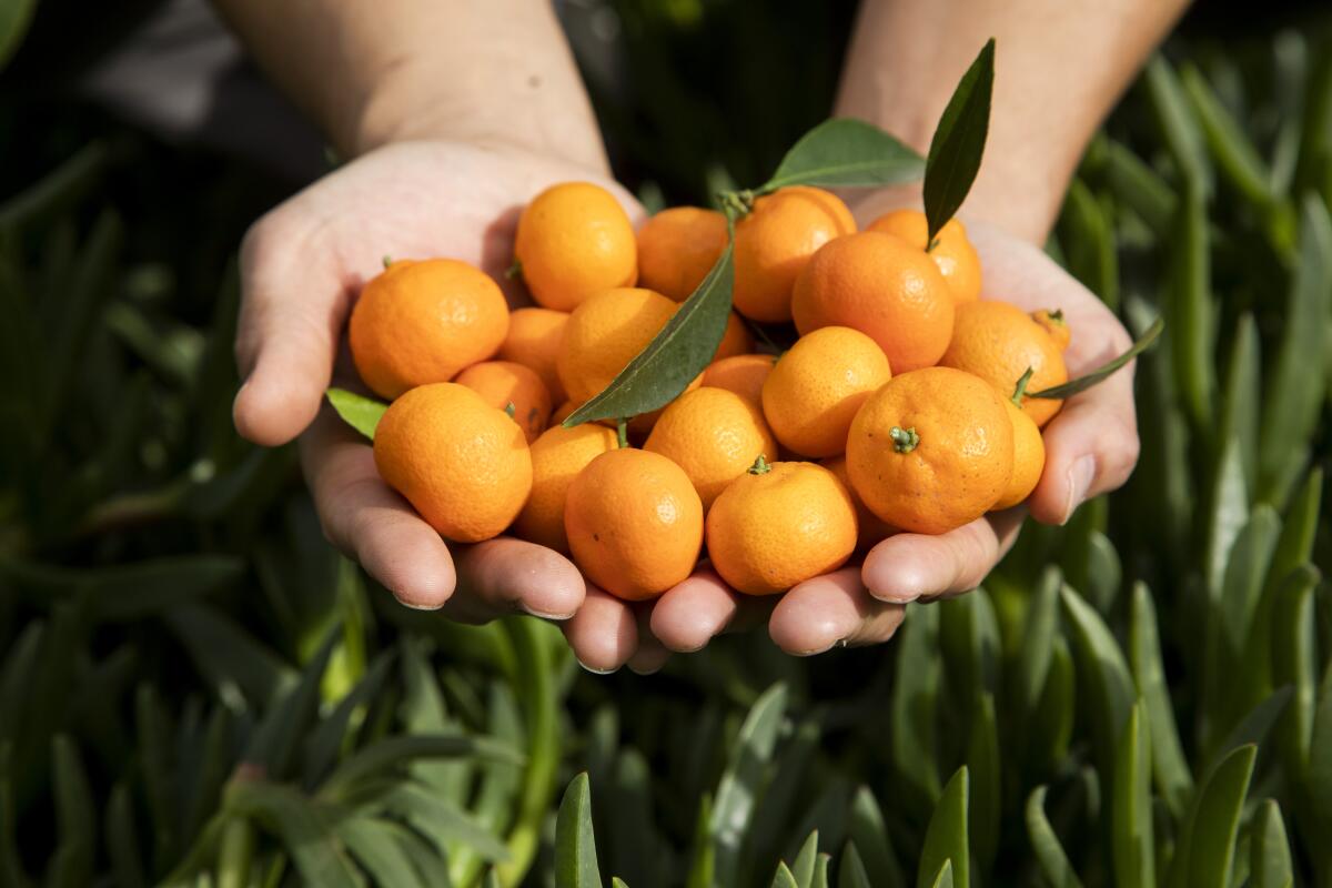 A person holds out two hands filled with small Kishu mandarin oranges.