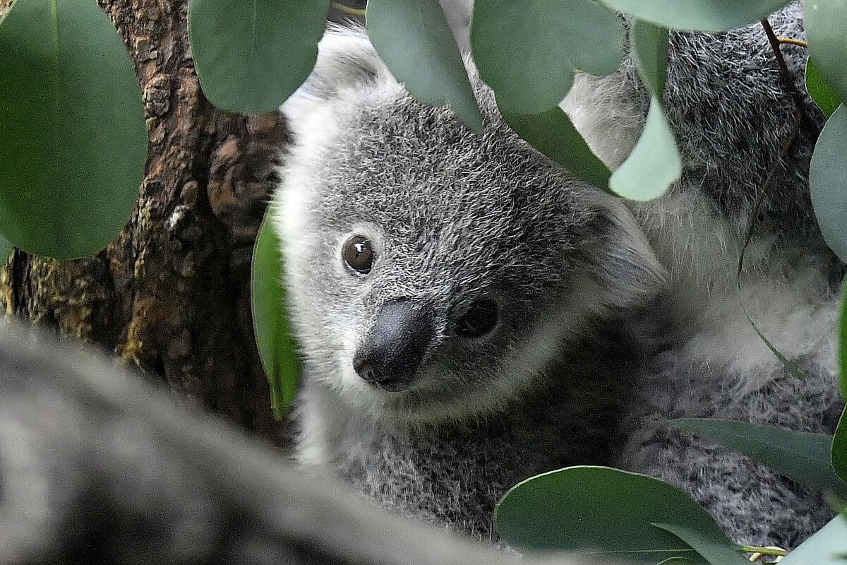 A young koala looks through eucalyptus leaves in a zoo in Germany.