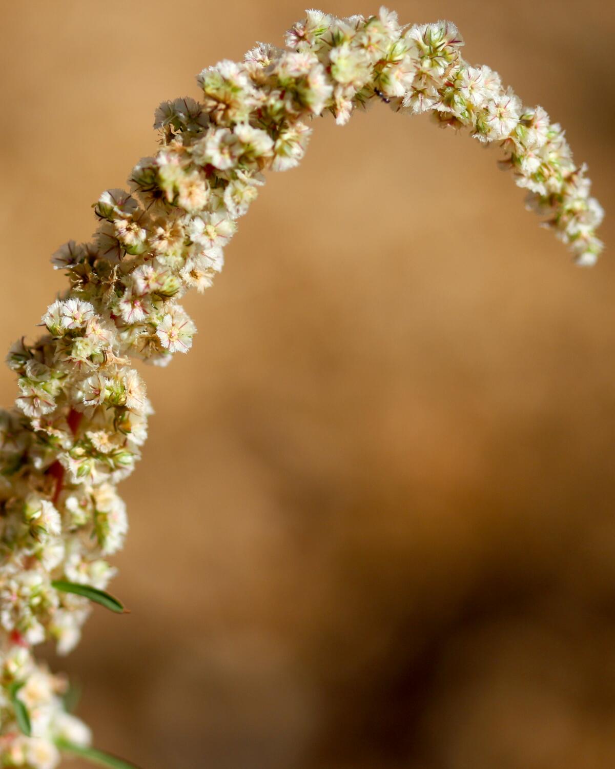 A showy arcing bloom from a fringed amaranth (Amaranthus fimbriatus).