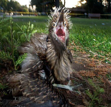 Juvenile black-crowned heron