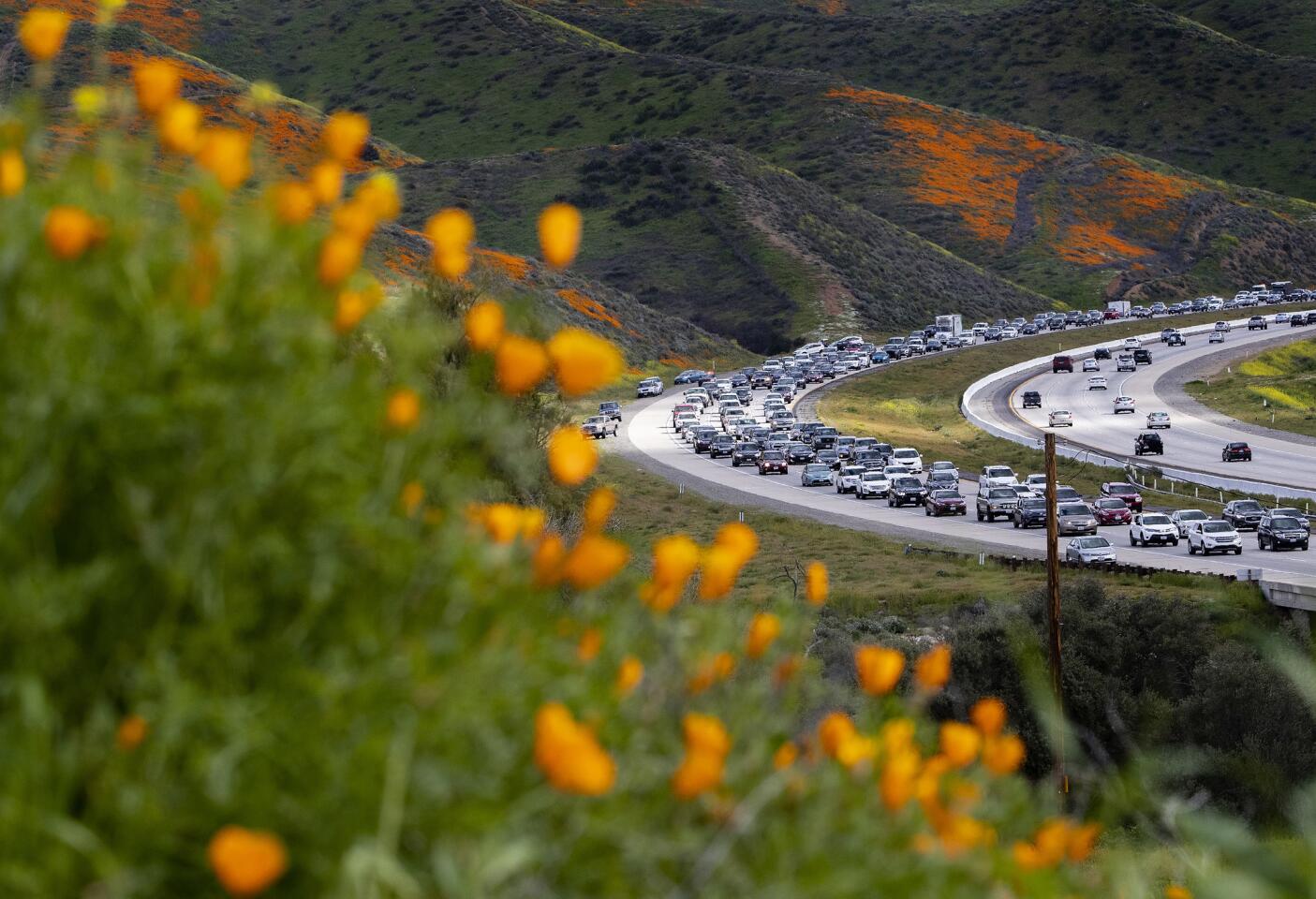 The super bloom creates a super traffic jam of wildflower enthusiasts along the 15 Freeway in Lake Elsinore.