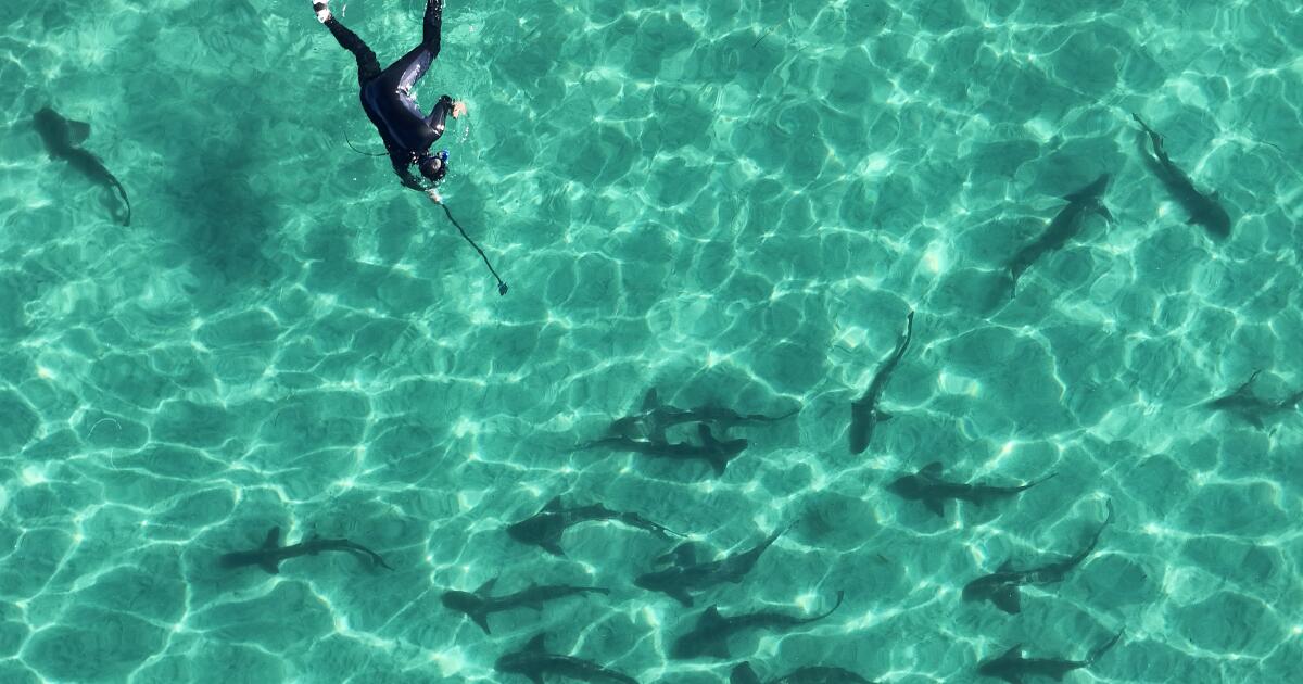 Los ataques de tiburones aumentarán en 2025 y solo las muertes en EE. UU. se producirán en California