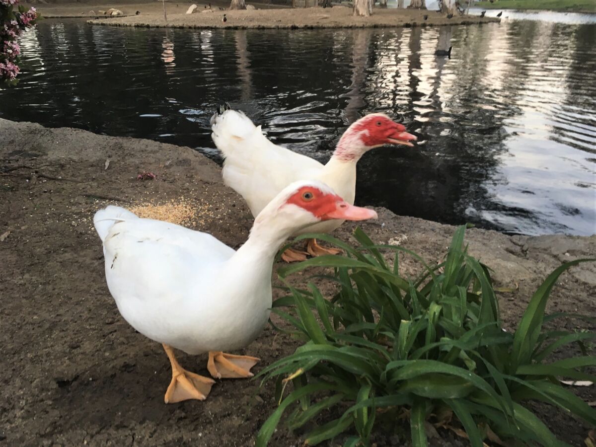 Two Muscovy ducks near a body of water