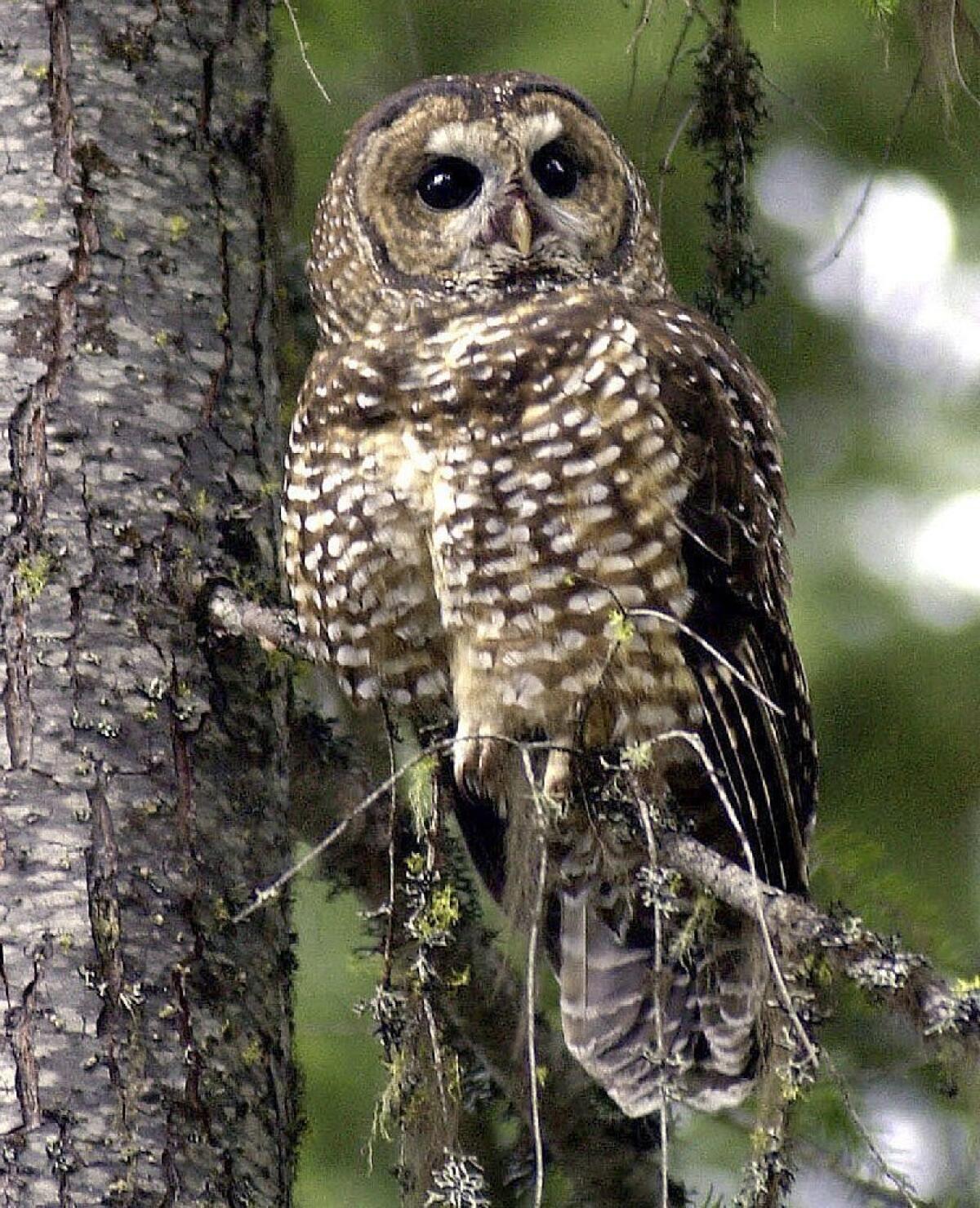 Northern spotted owls are being crowded out of old growth forests in the Northwest by invading barred owls.