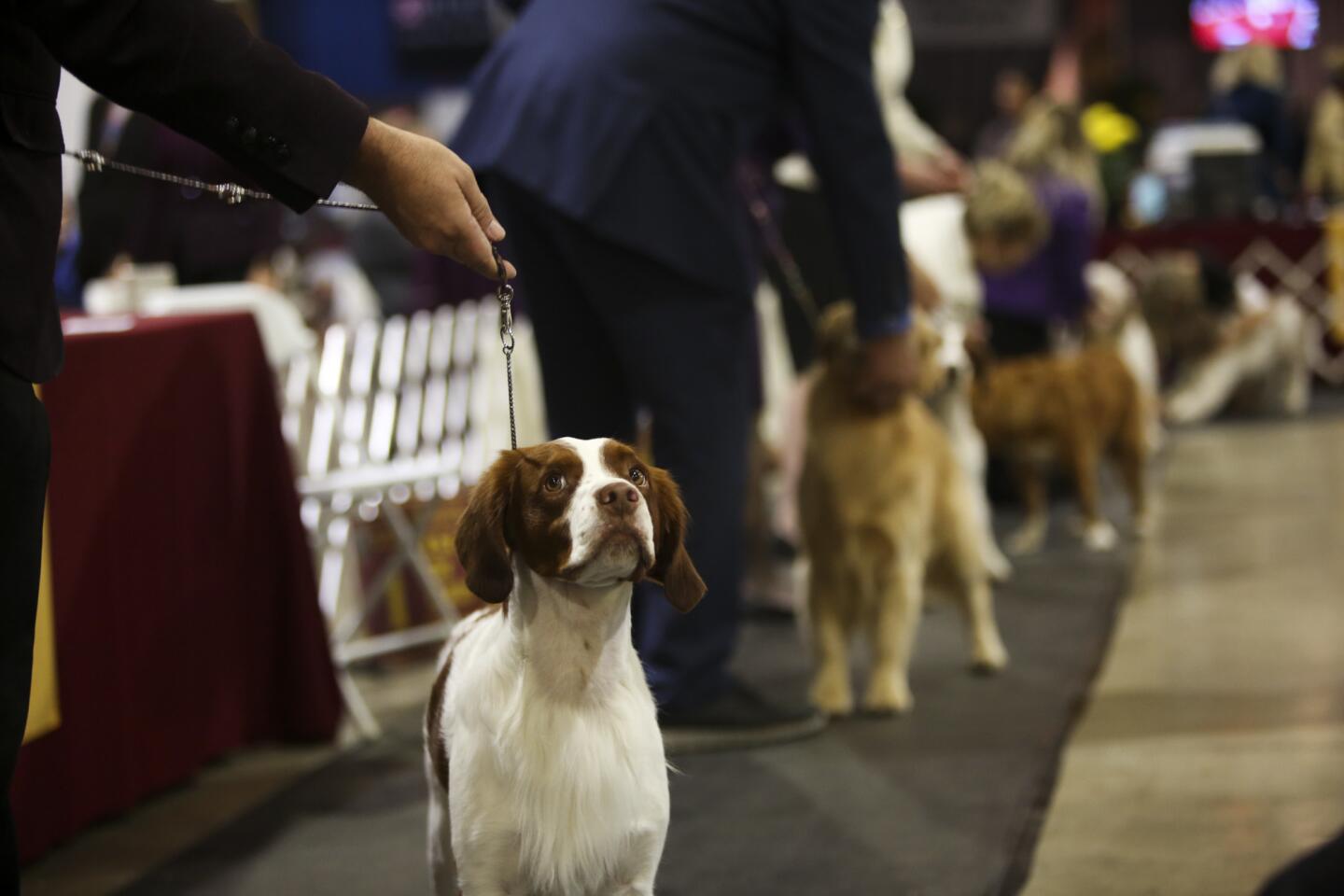 The Beverly Hills Dog Show