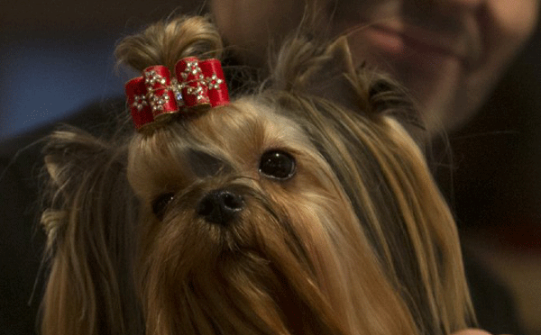 Yorkie with a red bow