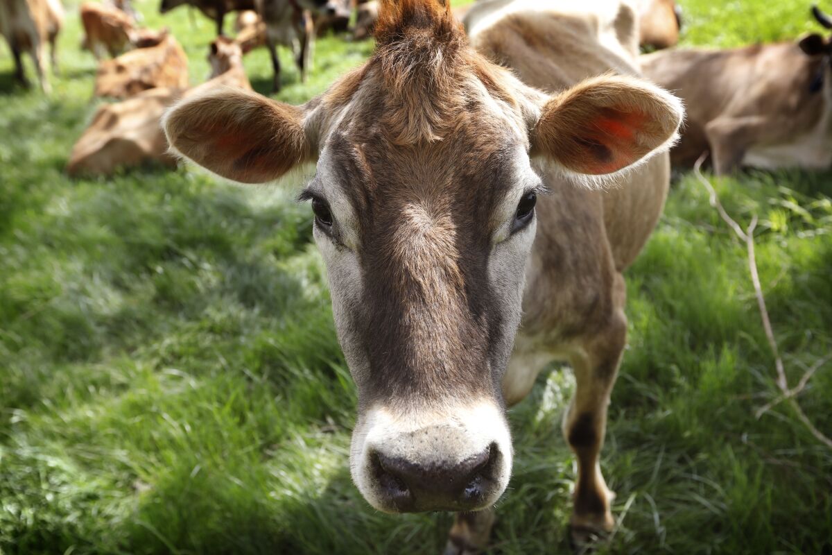 A Jersey cow feeds in a field on the Francis Thicke organic dairy farm in Fairfield, Iowa. 