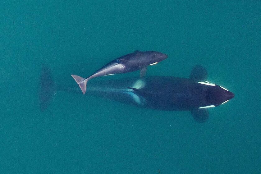 FILE - This Sept. 2015, photo provided by NOAA Fisheries shows an aerial view of adult female Southern Resident killer whale (J16) swimming with her calf (J50). New research suggests that inbreeding may be a key reason that the Pacific Northwest's endangered population of killer whales has failed to recover despite decades of conservation efforts. The so-called "southern resident" population of orcas stands at 73 whales. That's just two more than in 1971, after scores of the whales were captured for display in marine theme parks around the world. (NOAA Fisheries/Vancouver Aquarium via AP, File)