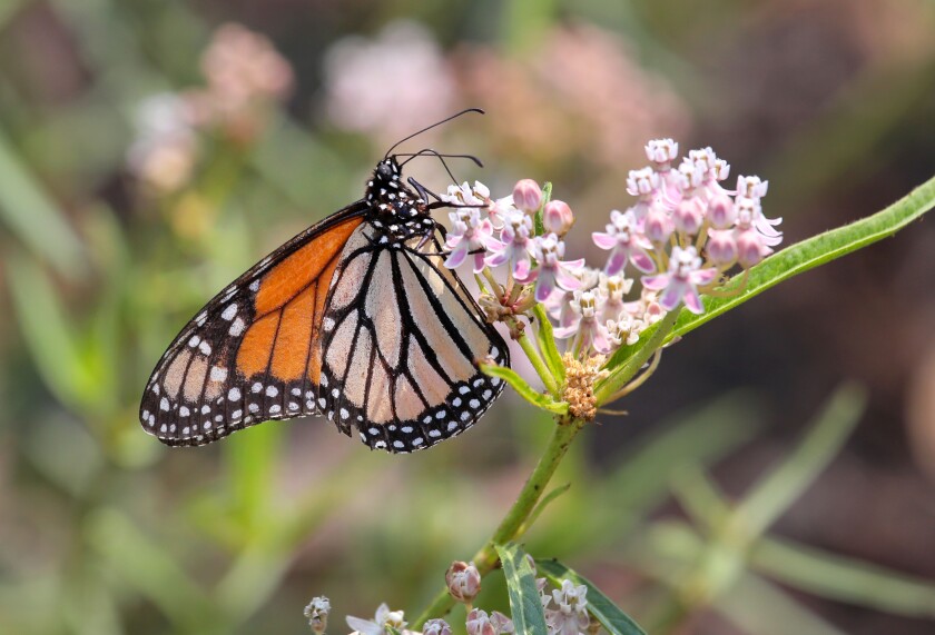  A Monarch butterfly pollinates milkweed flowers at the pocket park  at the Escondido Creek Trail bike path. 