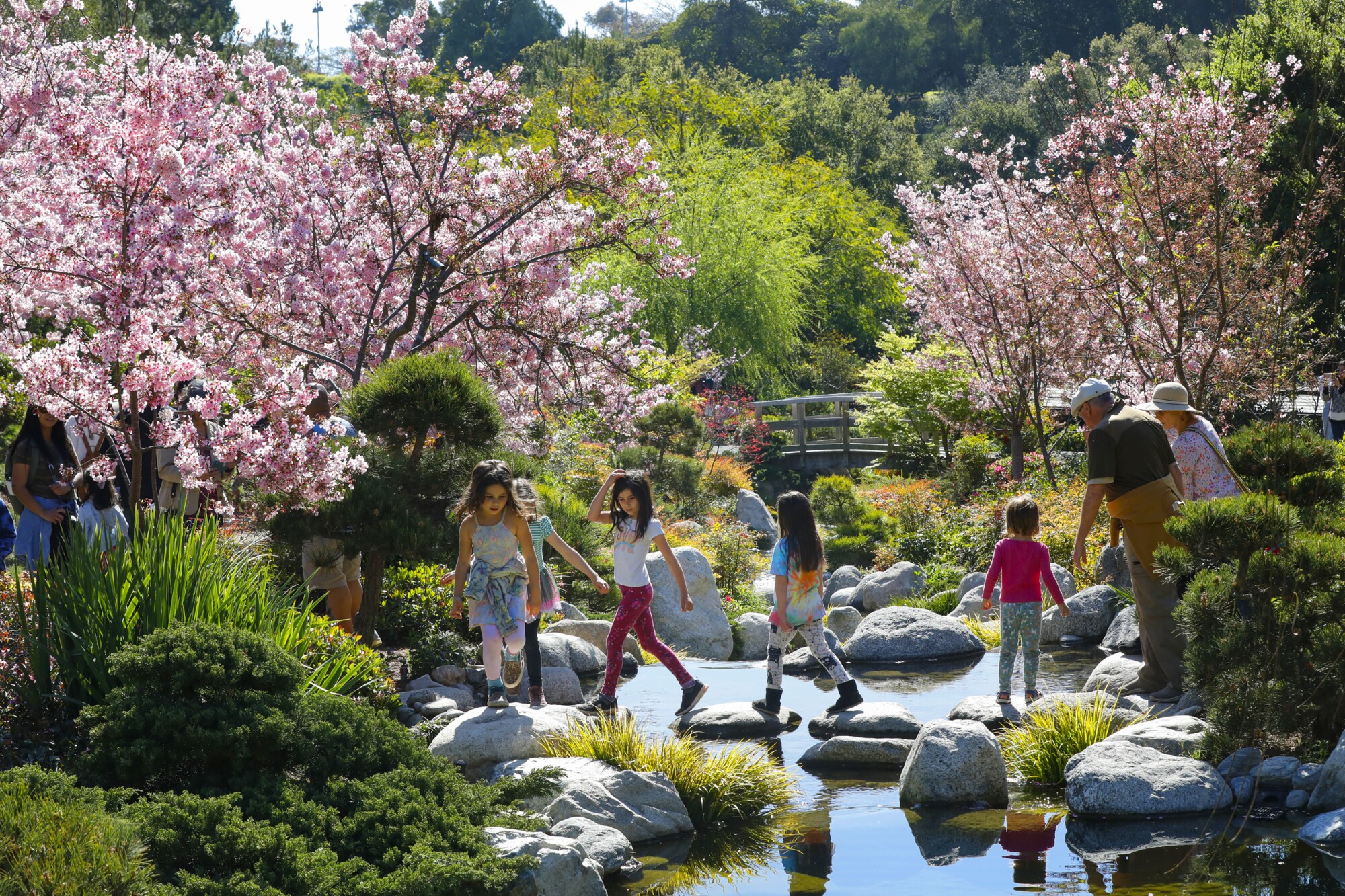 The Japanese Friendship Garden in Balboa Park hosted its annual three day Cherry Blossom Festival.