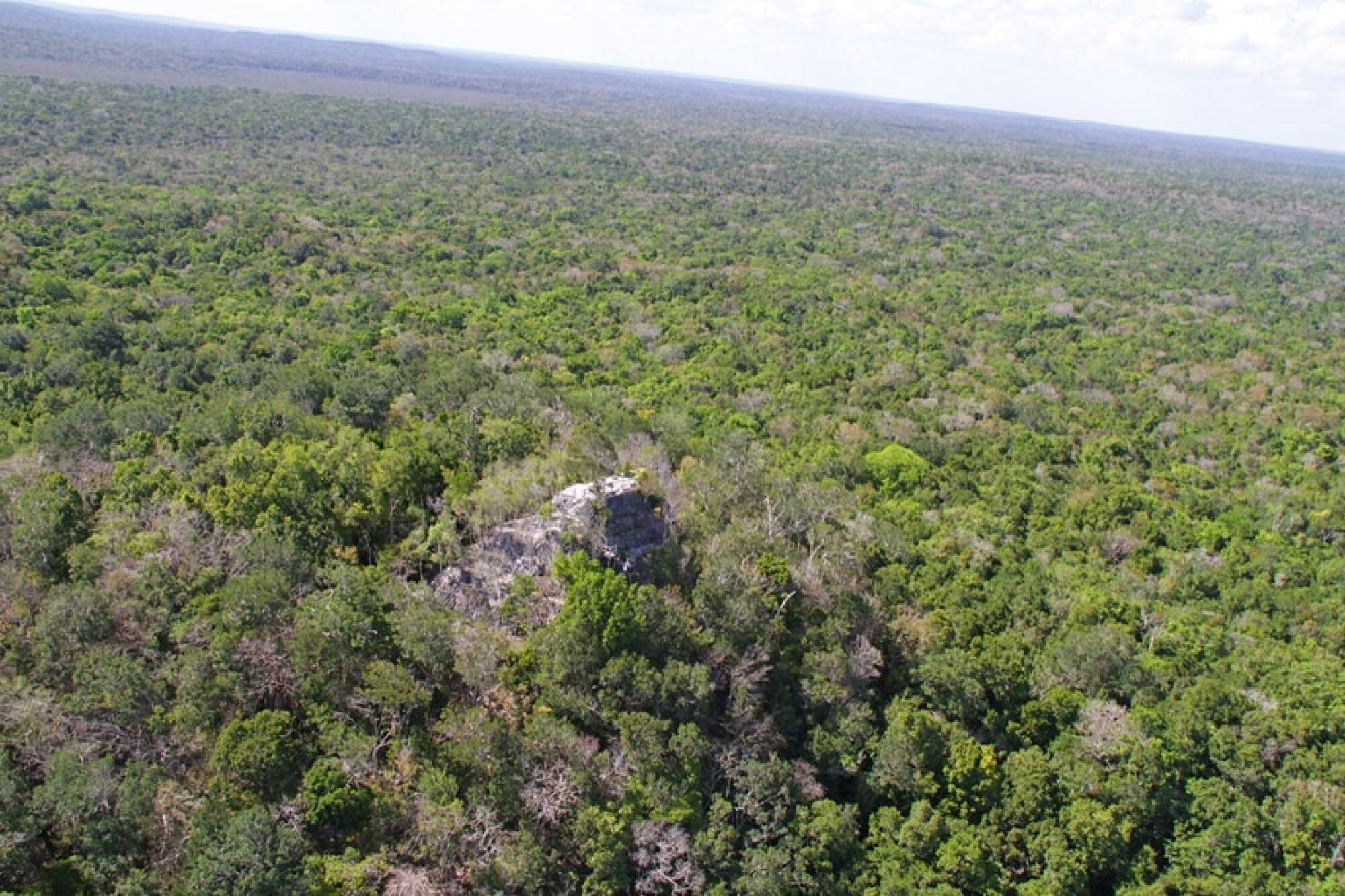 Huge inexperienced rainforest with comparatively of a structure poking up through it