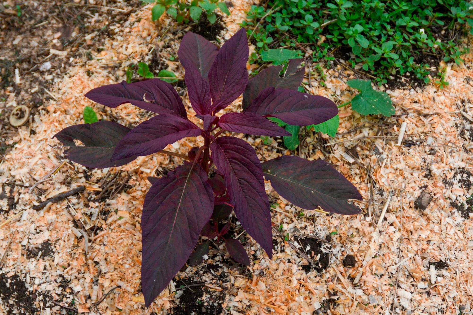 Amaranth plant with large purplish leaves in the ground