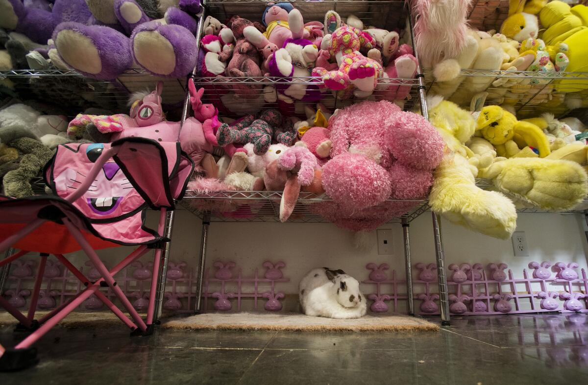 A live bunny enjoys his space living amongst giant stuffed toy bunnies at the Bunny Museum.