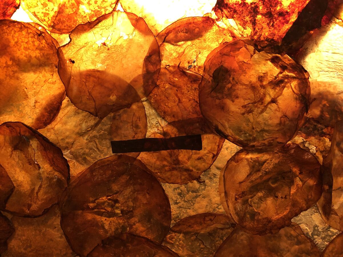 Dried discs of organic matter are layered informally over on another and then backlit to produce an amber hue.