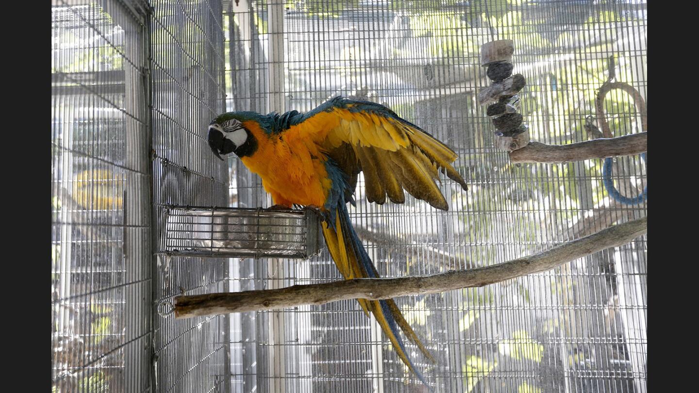 Photo Gallery: The Lily Sanctuary Parrot Rescue has a wide variety of birds for adoption in Fountain Valley