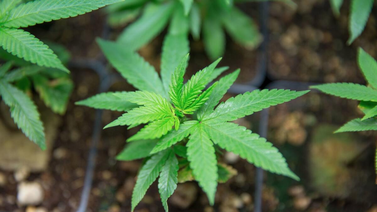 A marijuana plant growing at the medical marijuana dispensary Canna Care in Sacramento.