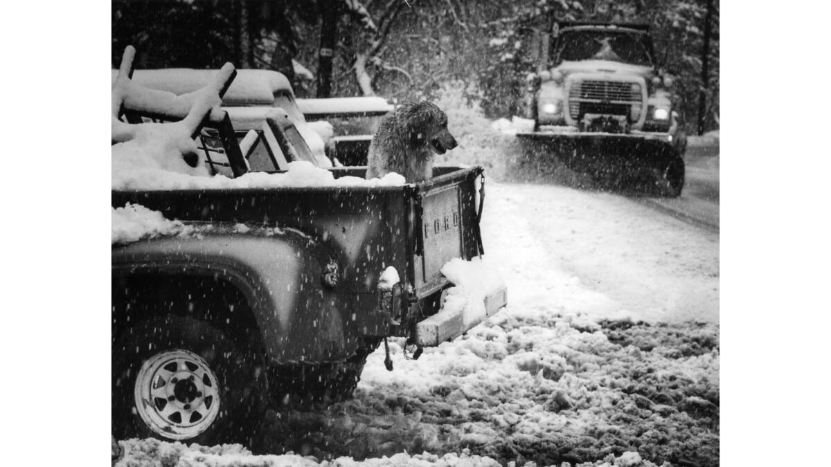 Feb. 28, 1991: A dog waits in a pickup truck as a snowplow goes by on Route 330 near Big Bear.