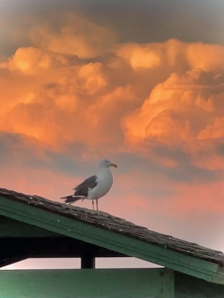 A seagull takes in the view beneath a painting-like sky.