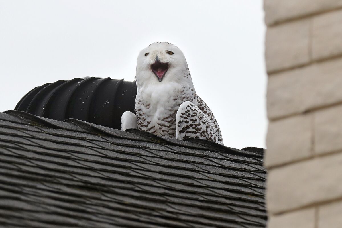 A snowy owl yawns perched atop a rooftop in Cypress.