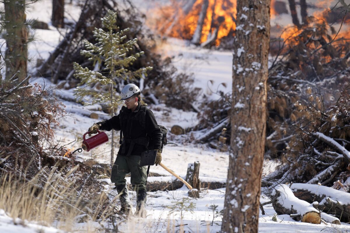 Mile High Youth Corps member John Knudsen set fire to a pile of tree debris alongside U.S. Forest Service firefighters near the Bridge Crossing picnic grounds in Hatch Gulch Wednesday, Feb. 23, 2022, near Deckers, Colo. In Colorado, climate change means snow is not always on the ground when needed so that crews can safely burn off debris piles and vegetation to help keep future wildfires from becoming catastrophic. (AP Photo/David Zalubowski)