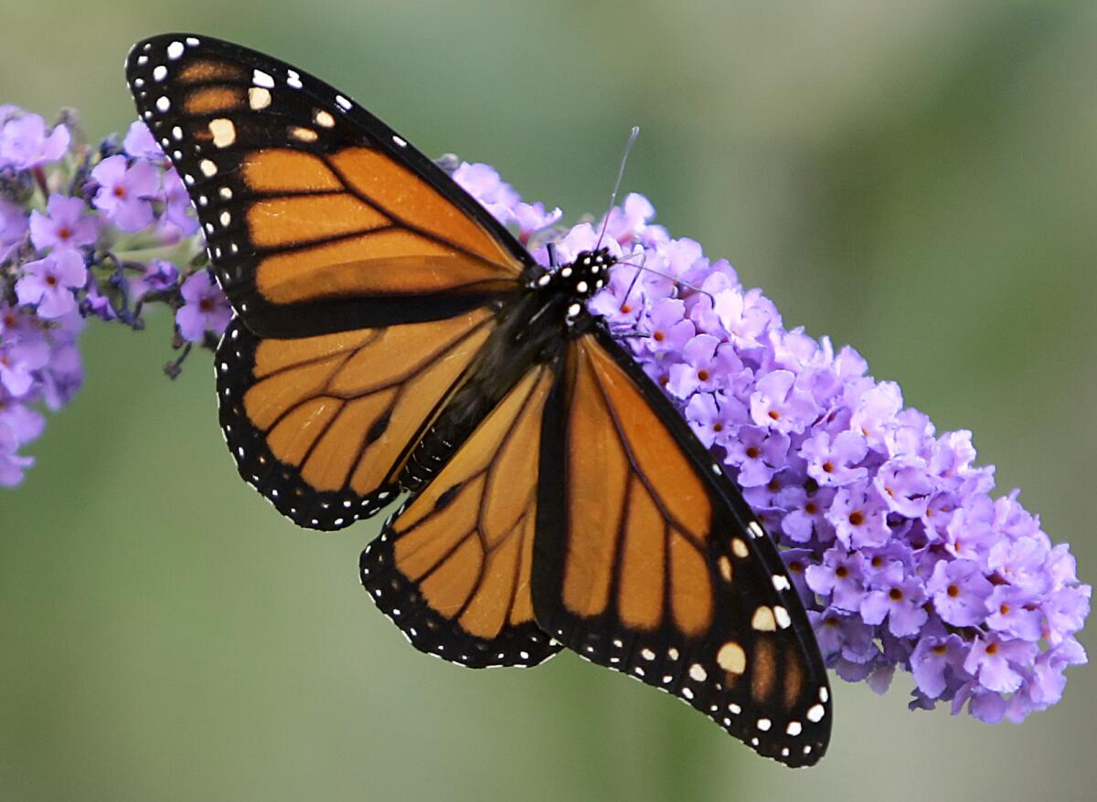 A new study suggests that variation in a single gene involving muscle structure separates monarch butterfly populations that migrate epic distances from their more sedentary cousins.